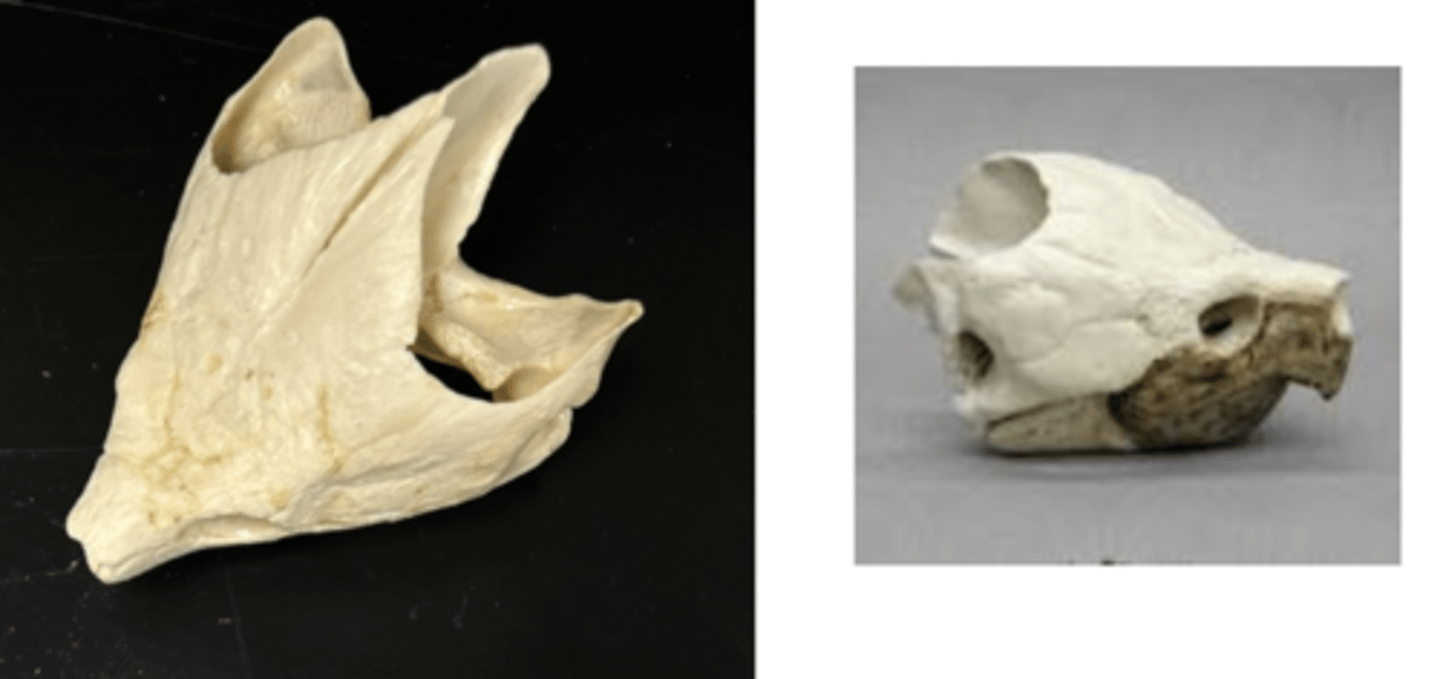 <p>what do turtle skulls lack?</p>