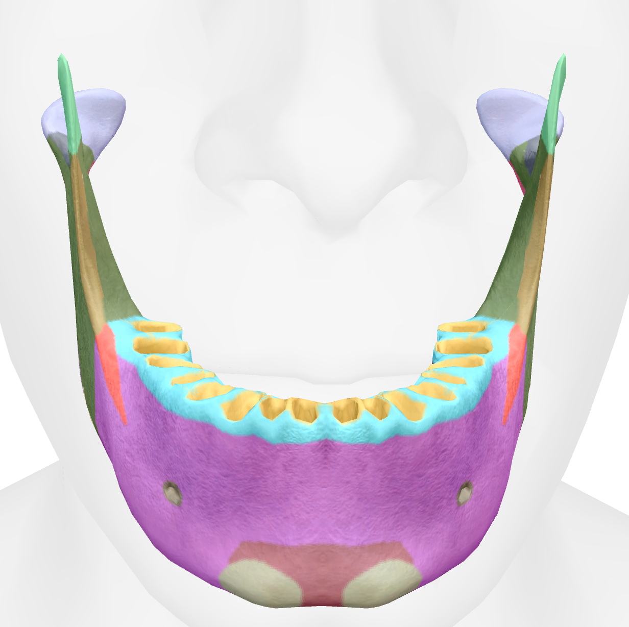 <p>outer upper portion of the body/teeth region of the mandible </p>