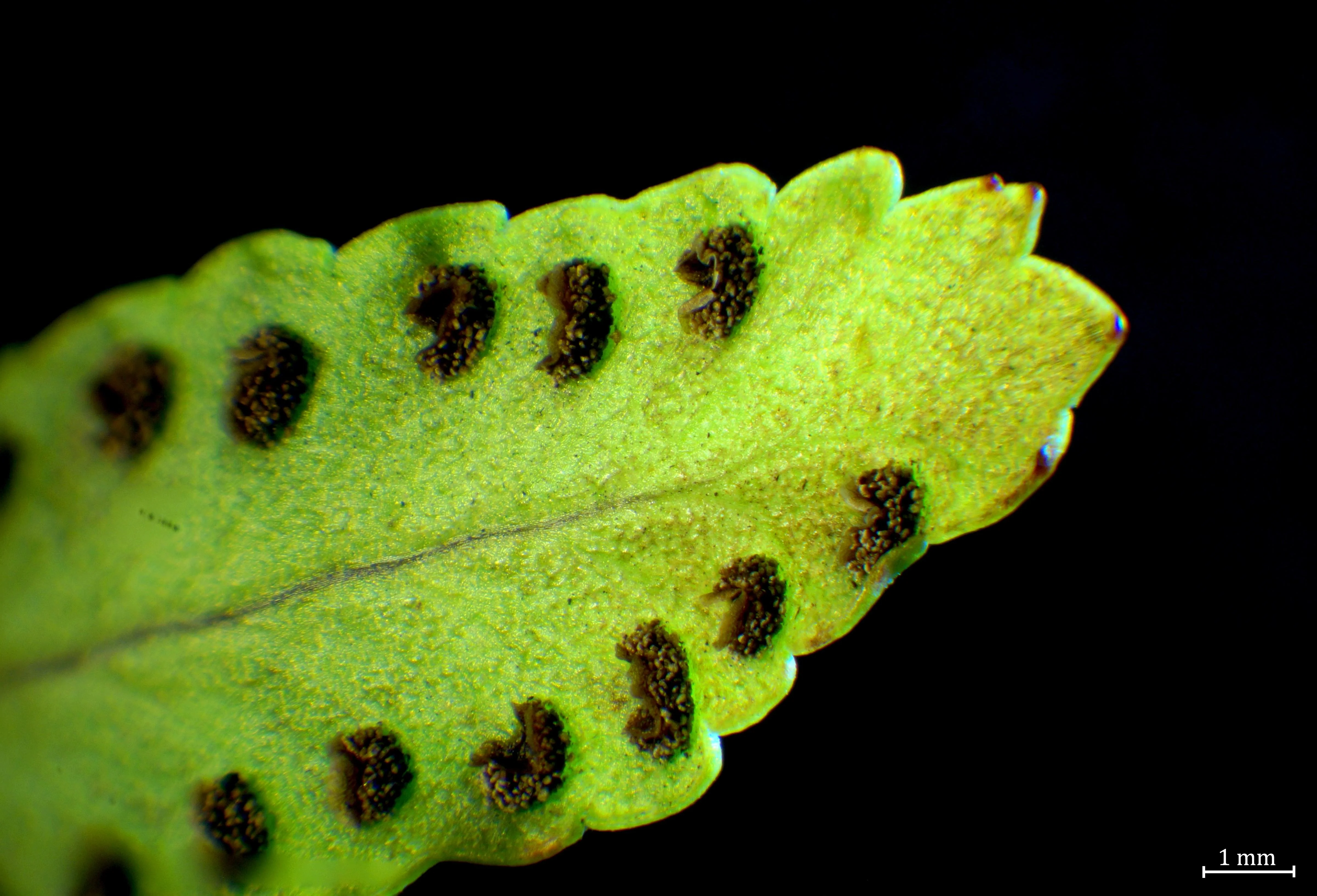 <ul><li><p>brown clusters on the underside of fern leaf</p></li><li><p>sorus contains many spongaria until it it’s ready to reproduce</p></li></ul><p></p>
