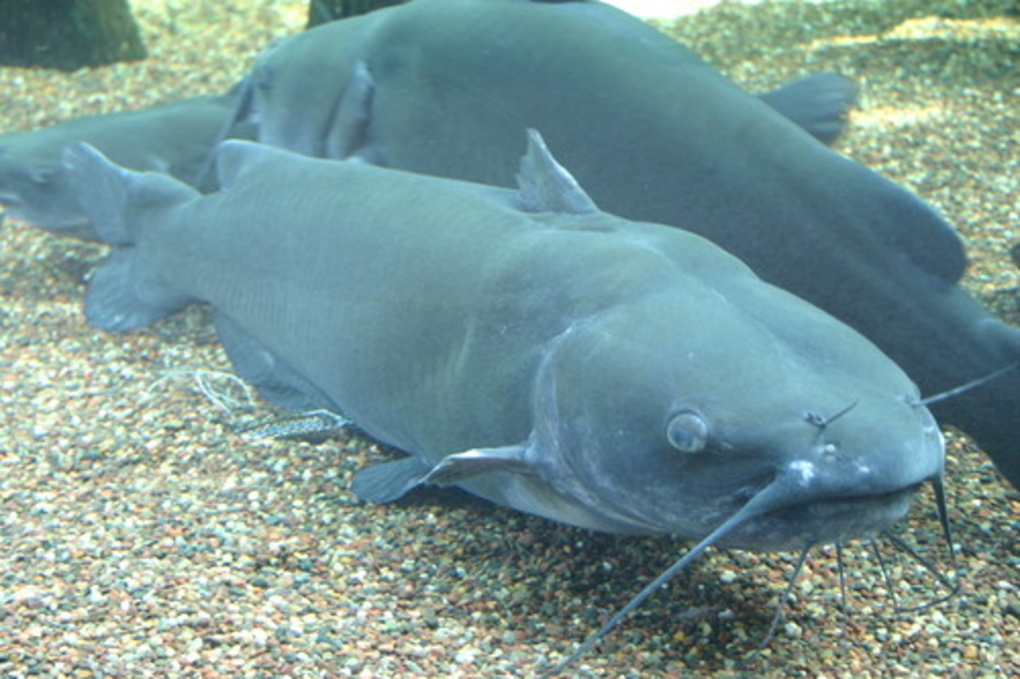 <p>catfish</p><p>-Barbels 1 to 4 pairs</p><p>-spine like rays</p><p>-no scales</p><p>-External, internal, buccal fertilization</p>