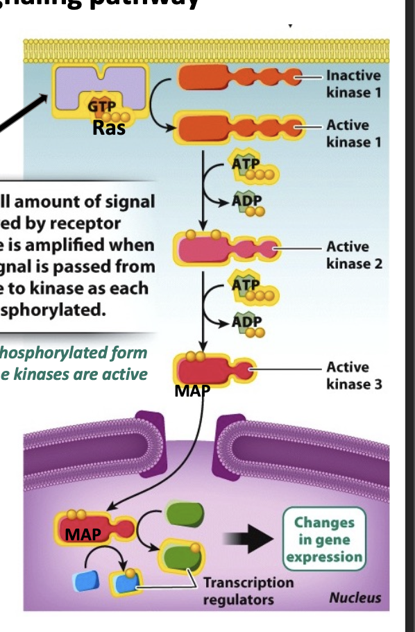 <p>leads to the phosphorylation of target proteins which brings about a change in cell behavior. each kinase phosphorylates and activates the next</p><ul><li><p>activated by activated RAS</p></li></ul><p></p>