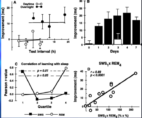 <ul><li><p>Texture discrimination task</p></li></ul><p>» T of L herkennen</p><p>n Participanten getraind</p><p>n Slaap gedepriveerd in 1ste</p><p>nacht na training</p><p>n Getest na 3 nachten</p><p></p><p>A. Verbetering voor en na 1 nacht slapen</p><p>B. Verbetering over dagen. Witte balk: slaap deprivatie in 1ste nacht.</p><p>C. Slaap verbetering correleert met SWS in 1ste kwartiel van</p><p>nacht en REM in laatste kwartiel van nacht</p>