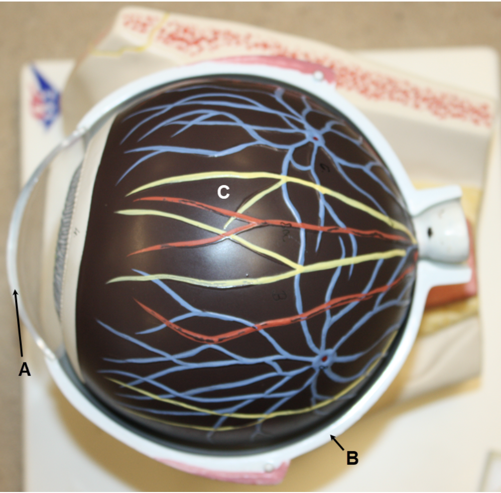 <p><span><span>In the image above, identify structure A, and structures/parts of the eye wall B and C.</span></span></p>