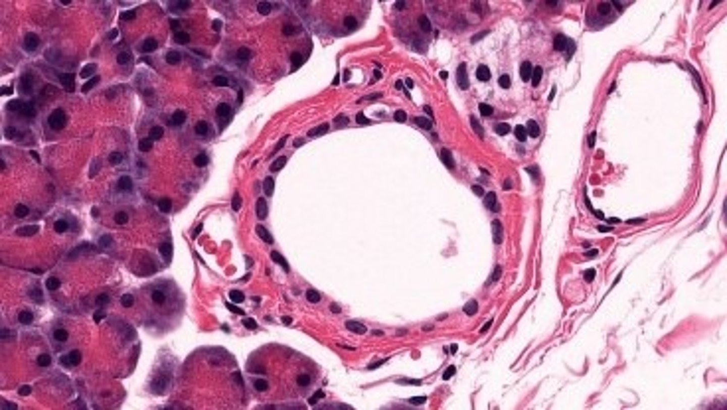 <p>ducts of the pancreas</p>