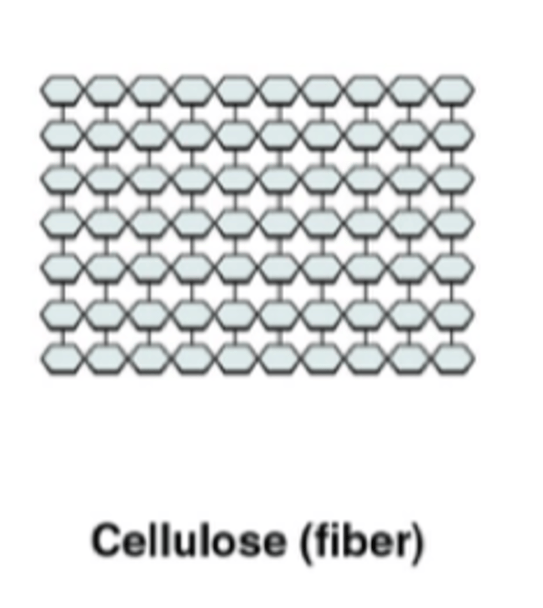 <p>straight, unbranched structure of fiber like strands (cell walls)</p>