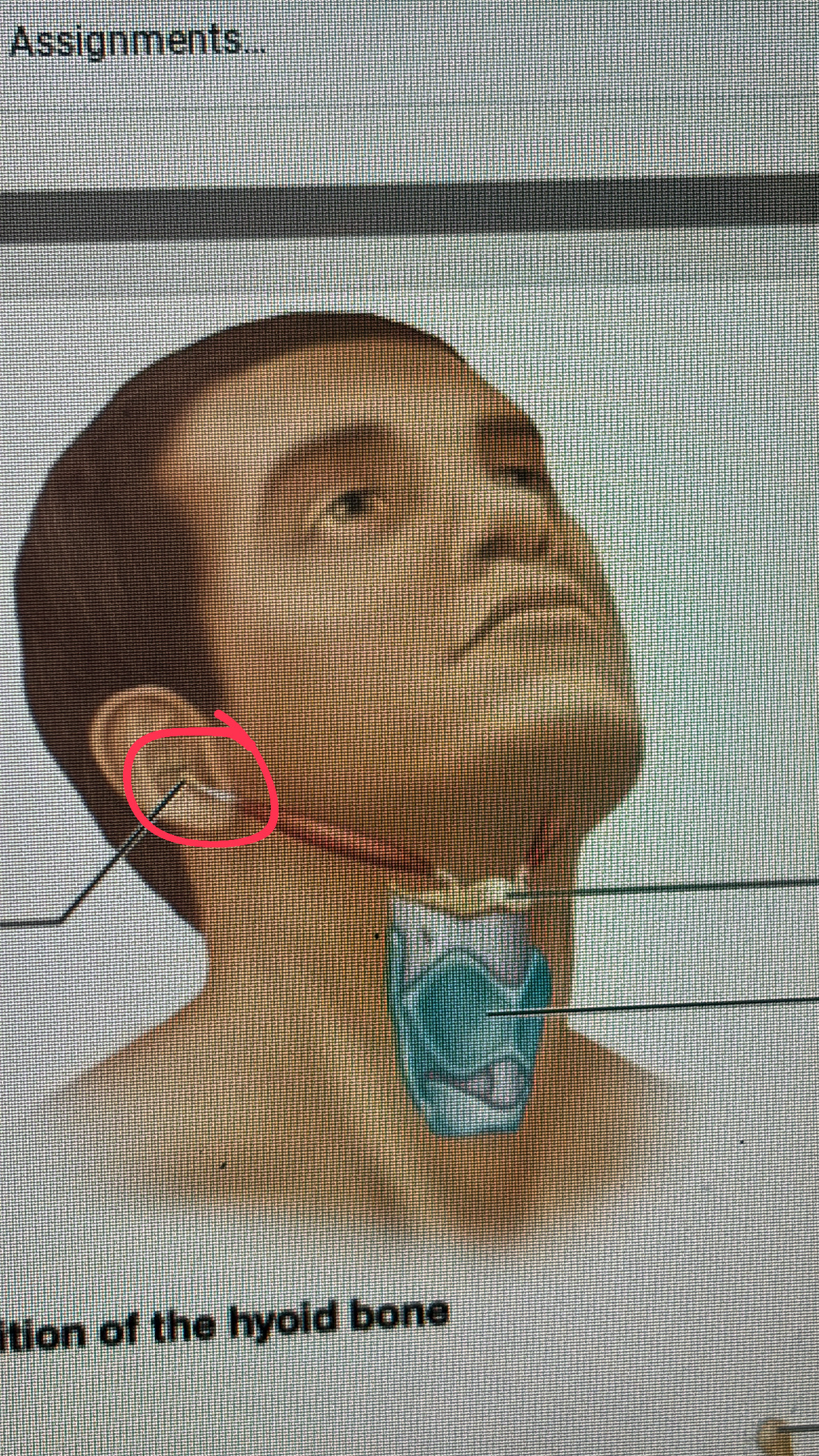 <p>spikey part of the temporal bone that connects the hyoid bone</p>