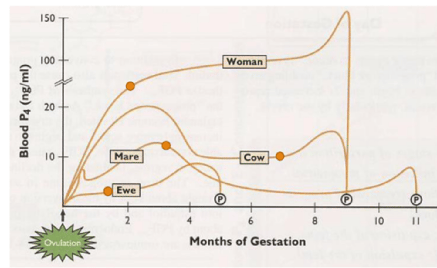 <p>true, however bitch, sow, and queen gestation is so short the CL maintains P4 entire pregnancy</p>