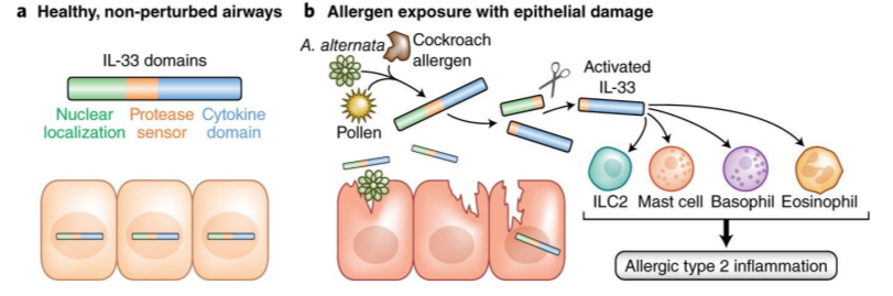 <ul><li><p>mediator of allergic inflammation</p></li><li><p>localized in mucosal tissues to respond rapidly to environmental insults like allergens or epithelium damage</p></li></ul><p></p>