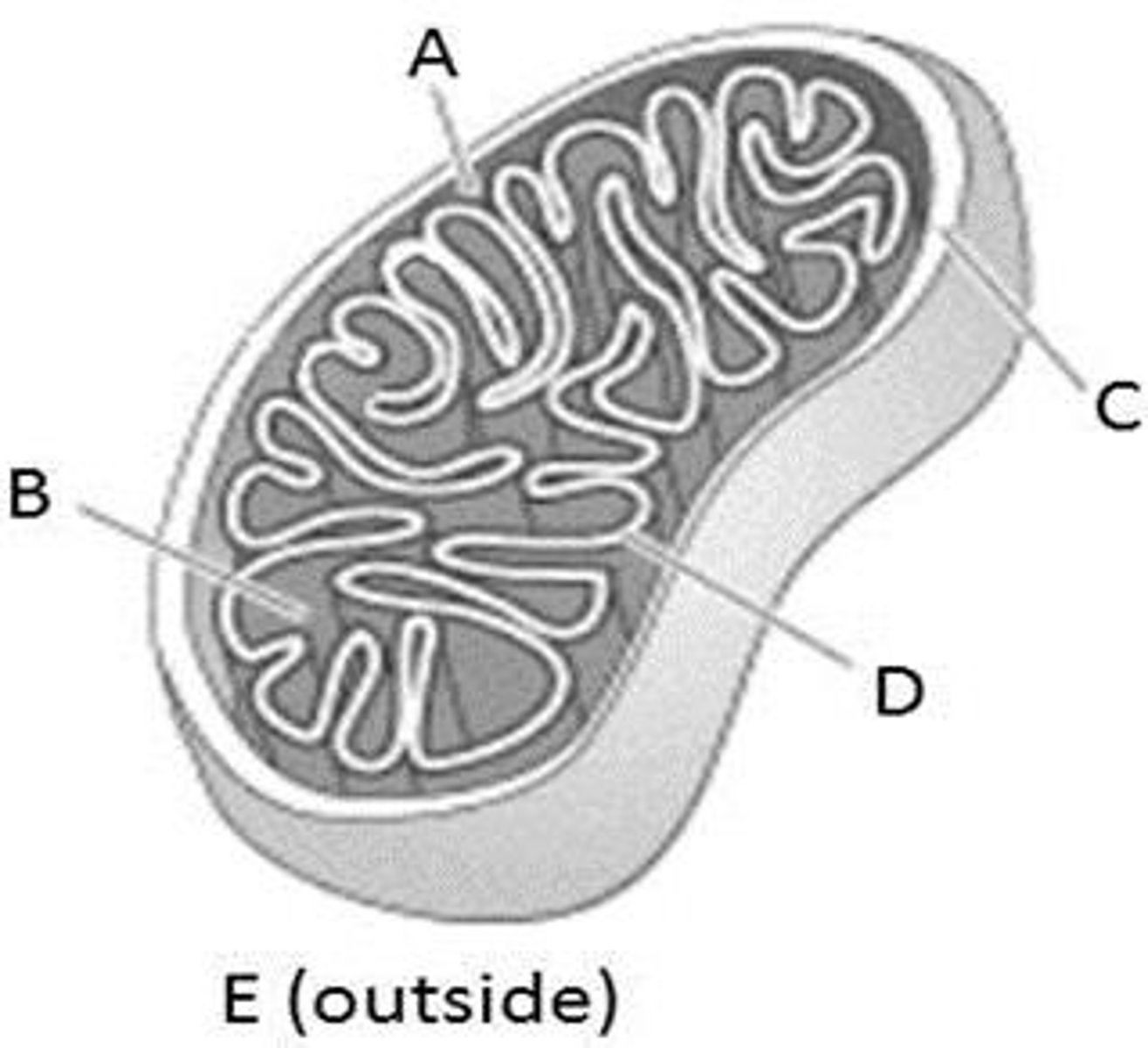 <p>The compartment of the mitochondrion enclosed by the inner membrane and containing enzymes and substrates for the Krebs cycle.</p>