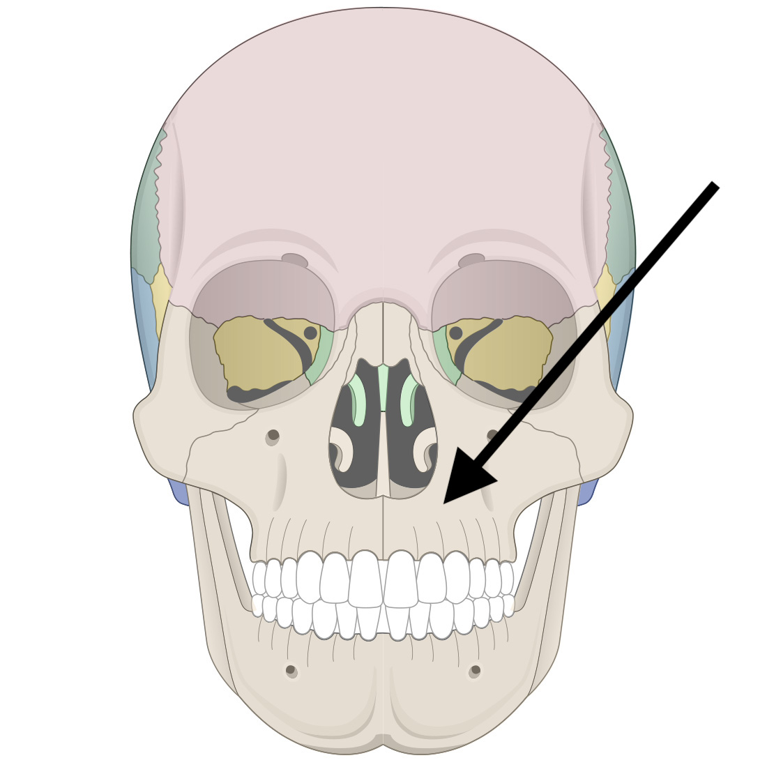 <p>Name the bone</p>