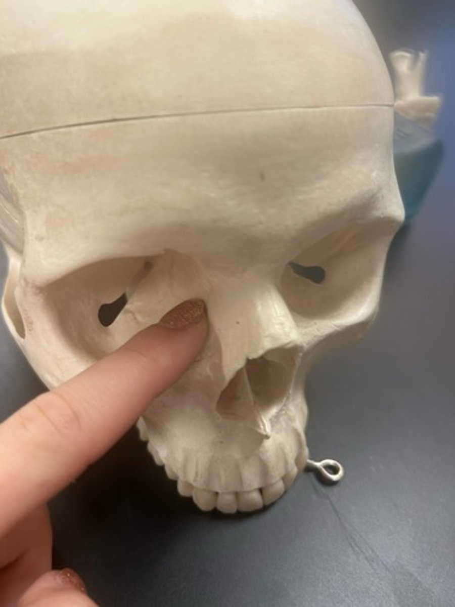 <p>name the bone</p>