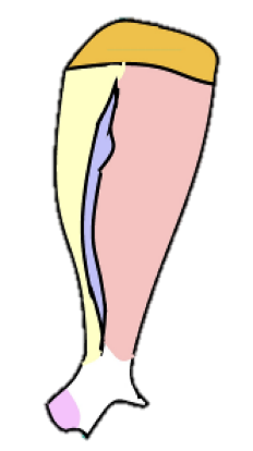 <p>1) Has a <strong>tuber </strong>on the spine</p><p>2) <strong>Cartilage extension </strong>at the dorsal border</p><p>3) DOES NOT have an <u>acromion process</u></p>