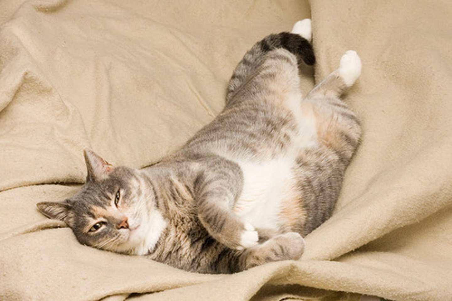 <p>to be comfortable</p>