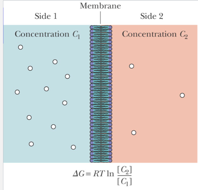 <p>For uncharged molecules, passive diffusion is an entropic process. If C2 is less than C1 , then delta G is negative, and the process occurs</p>