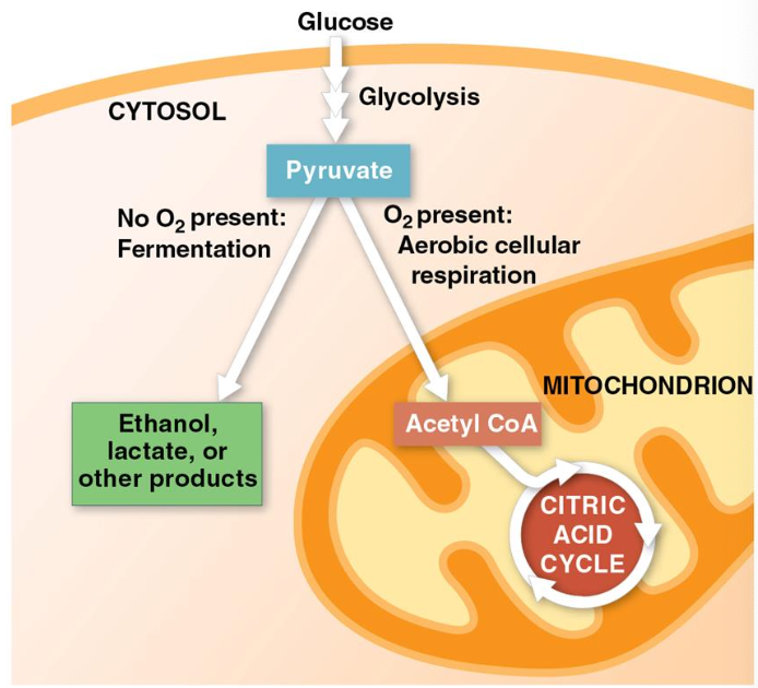 <p>yeast and bacteria; they can survive using either fermentation or cellular respiration</p><ul><li><p>pyruvate is a fork in the metabolic road, leading to alternative catabolic routes</p></li></ul><p></p>