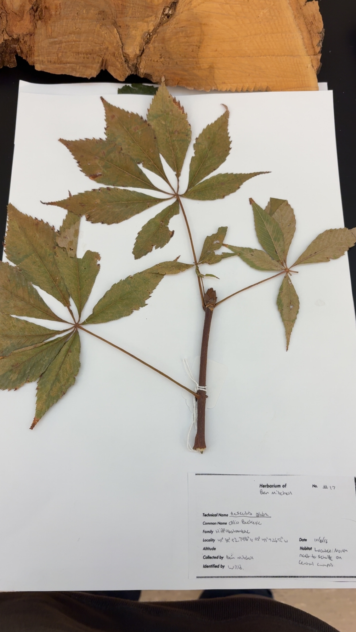 <p>What type of leave is this </p>