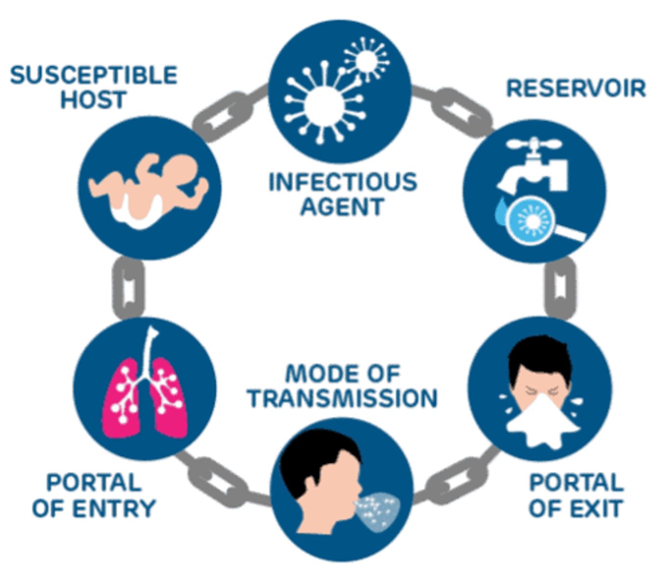 <p>the six-step process of an infection spreading from one host to the next</p>