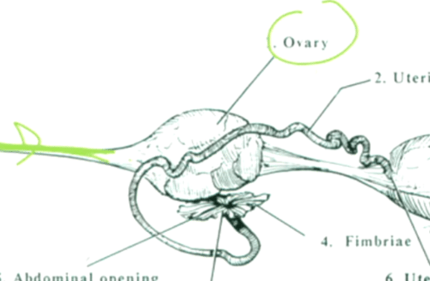 <p>Between the ovary and the last rib (green)</p>