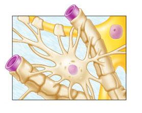<p><span><span>Identify the type of glial cell shown</span></span></p>