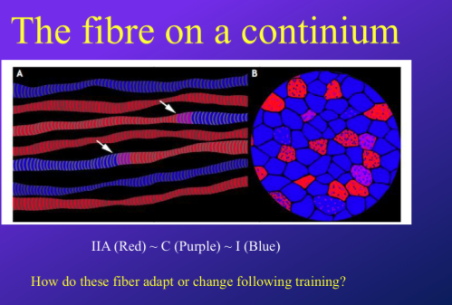 <p>-so some fibres are only one type throughout the whole continuum</p><p>-but t<strong>hen some fibres change their type halfway through, so go to type 1 fully to type 2a, but in between this there is “transition” where both MCH isoforms are expressed</strong></p><p>-so basically evidence that fibre types are different along the fibre and need to consider this when doing a cross section</p><p>-shows that hybrid fibres exist and its NOT just a mix of dif mysoin ATPases through whole muscle, but rather they have sections that are certain fibre types</p><p>-dont know if this is result of training or if we are born with them?</p>