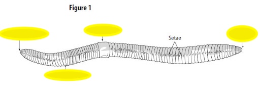 <p>Setae function </p>