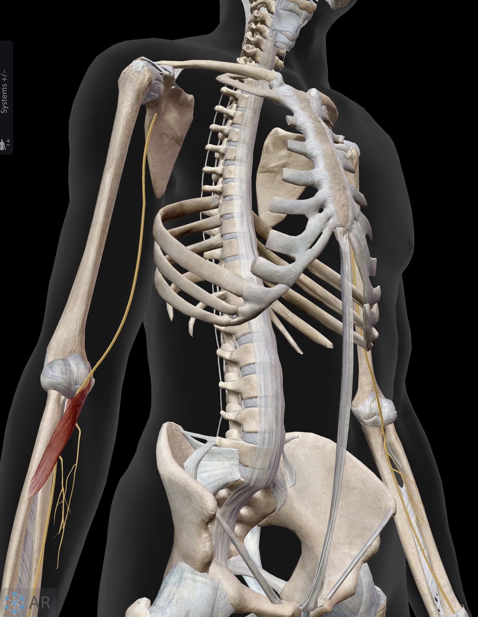 <p>Pronator Teres</p><p>O: Medial epicondyle of humerus (common flexor origin)</p><p>I: Middle of the lateral aspect of the radius</p><p>A: Main action: pronates forearm at radioulnar joint</p><p>IN: Median nerve (C5-C8, T1)</p>