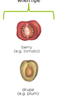 <p>Fleshy fruit</p>