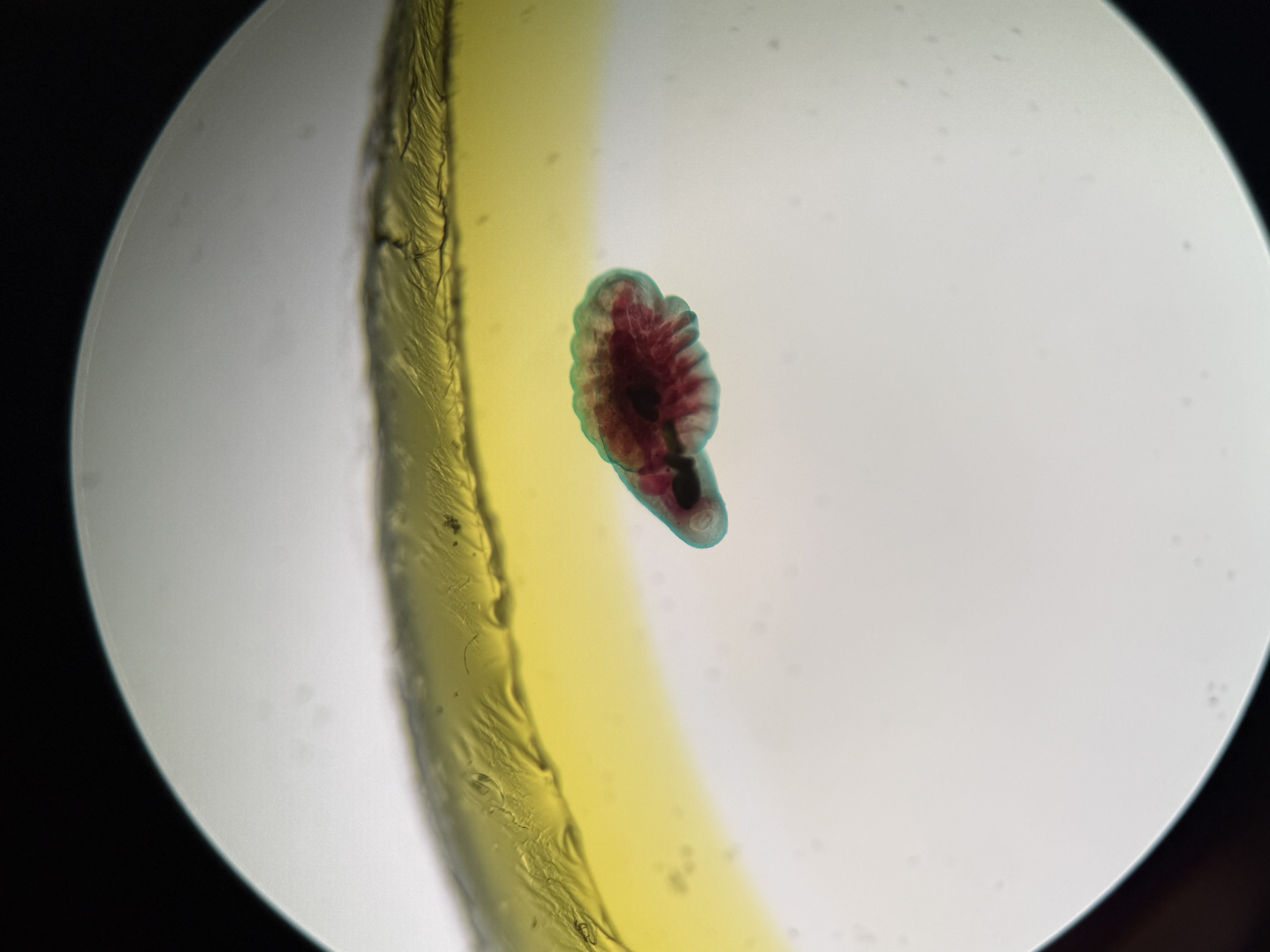 <p>? (Name, class, subclass)</p>