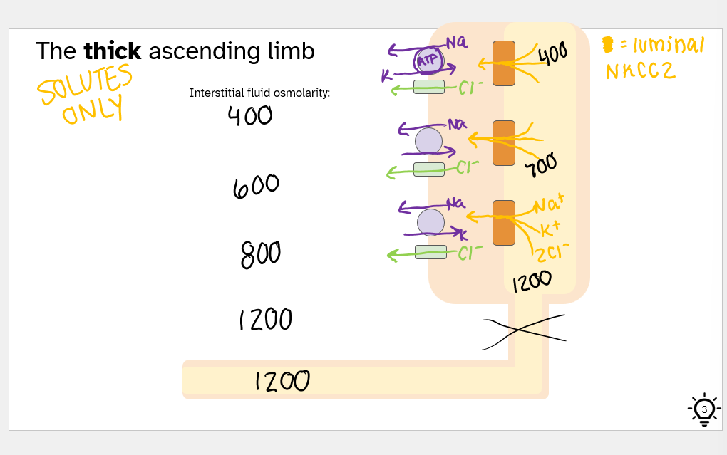 <p>NKCC2</p><p>solutes only</p>