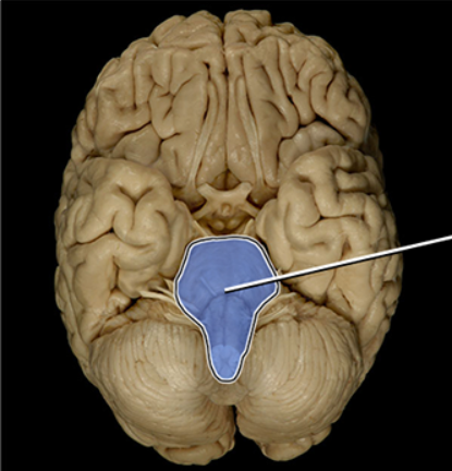 <p>Brainstem</p>