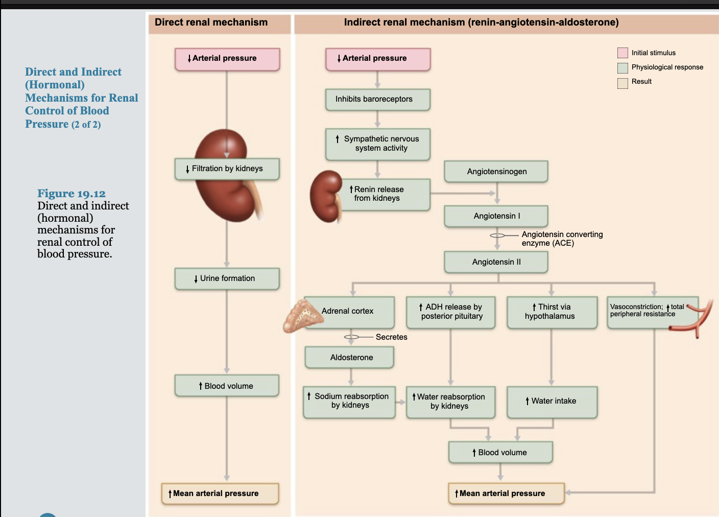 <p><strong>Indirect mechanism </strong></p><p>The <strong>renin-angiotensin-aldosterone system (RAAS):&nbsp;</strong></p>