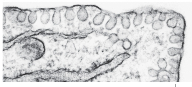 <p>Caveolae do what </p>