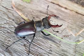 <p>forward facing mouthparts (coleoptera beetles)</p>