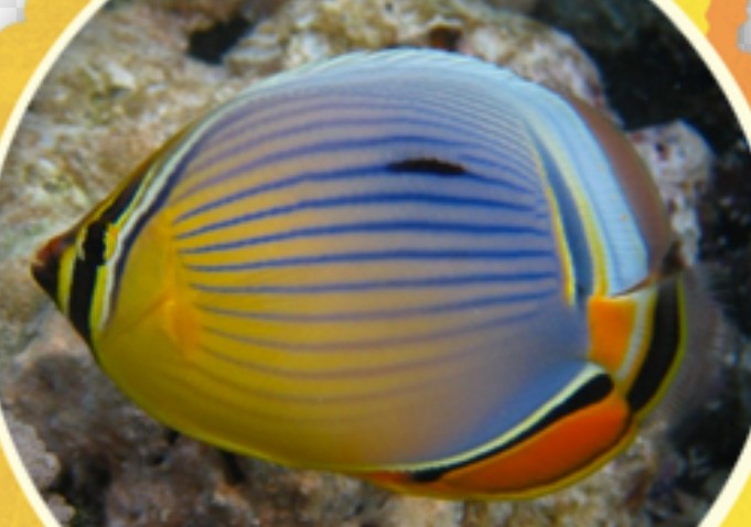 <p>Chaetodontidae family</p><p class="has-focus">Primarily feeds on stony corals polyps but avoids coral overrun with algae</p><p class="has-focus is-empty">Orange/yellow towards face and fades to bluish purple towards tail, horizontal stripes along body, orange anal fin</p>