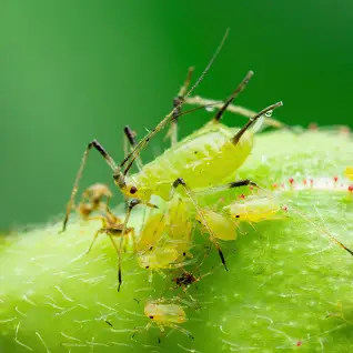 <p><span>&nbsp;Small, soft-bodied insects that suck plant sap, causing distorted growth and honeydew secretion.</span></p>