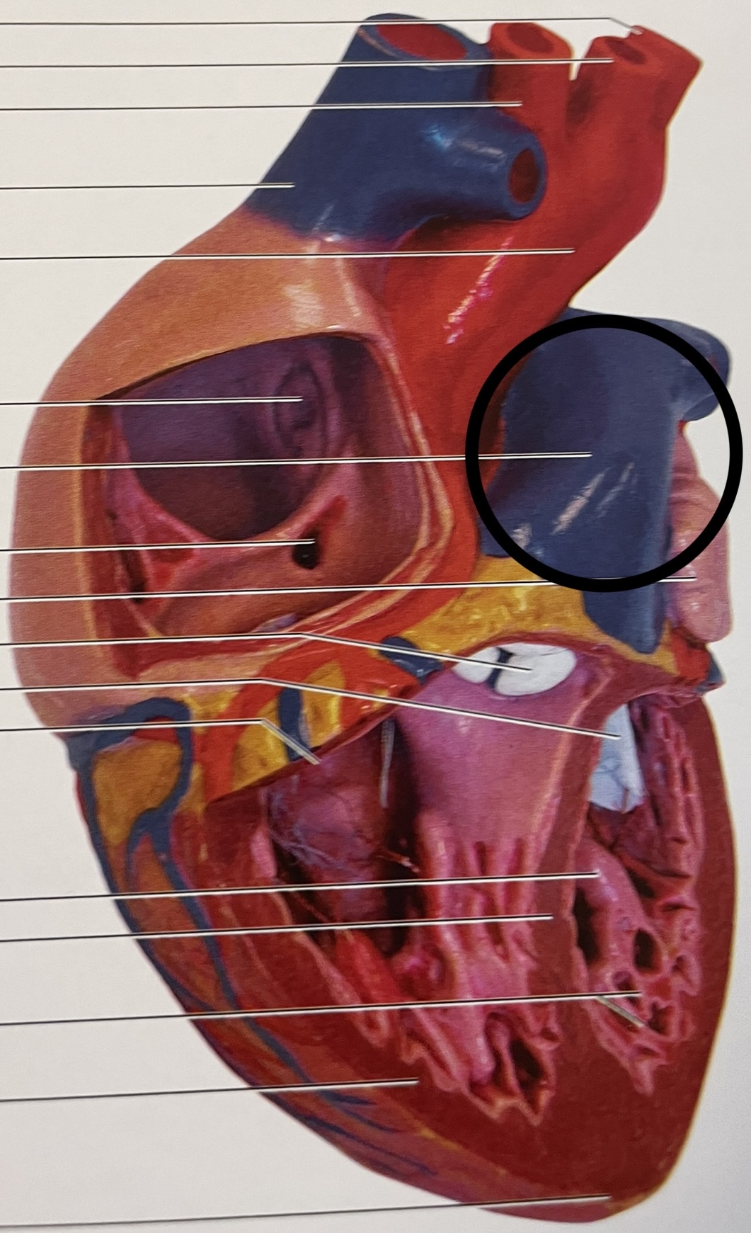 knowt flashcard image