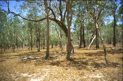<p>A mixed woodland and grassland ecosystem characterized by the trees being sufficiently widely spaced so that the canopy does not close. The open canopy allows sufficient light to reach the ground to support an unbroken green layer consisting primarily of grasses. The majority of rainfall is confined to one season. Frequently in a transitional zone between forest and desert or grassland.</p>
