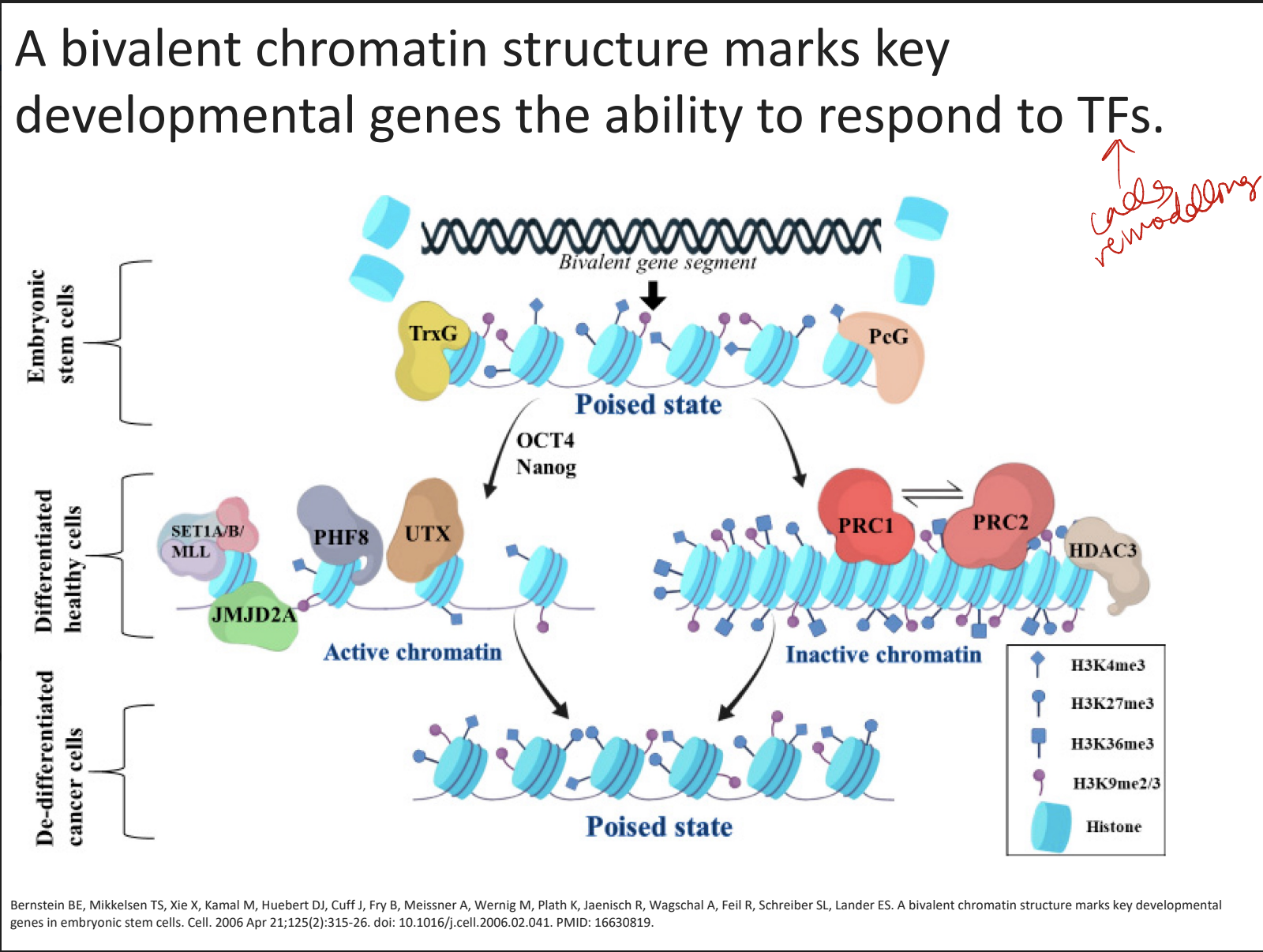 * = bivalent state of on and off
* **developmental genes** in ESCs and neural precursors
* marks key developmental genes the ability to respond to TFs (which then calls remodeling complexes)