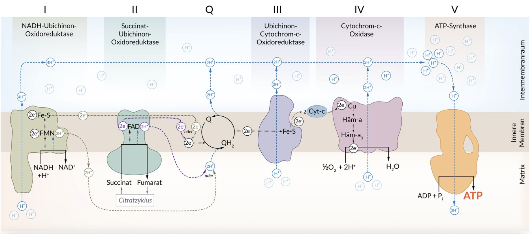 <p>D. The activity of respiratory chain complex I decreases.</p>