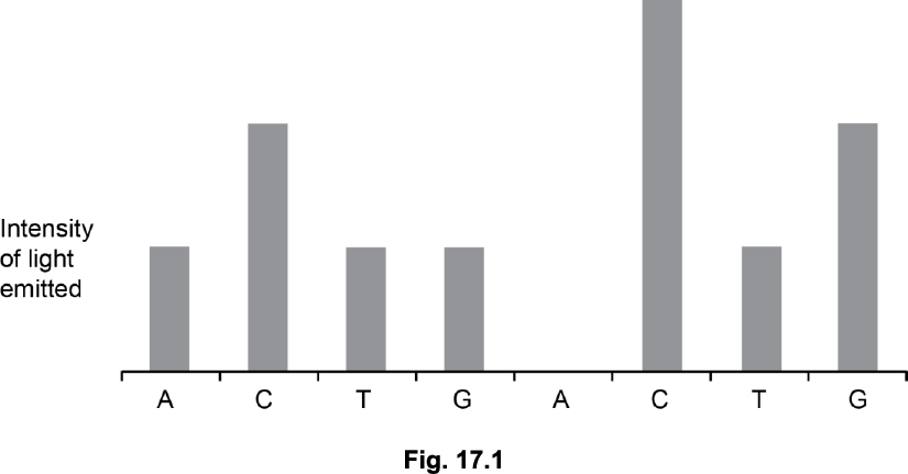 <p>Roche pyrosequencing relies on building a chain of nucleotides against a template. It involves the following steps:</p><p>Nucleotides are washed over the template in a specific order.</p><p>When the correct nucleotide is present it joins the new chain.</p><p>The addition of a nucleotide to the chain releases energy.</p><p>The energy is used to activate a protein called luciferin.</p><p>Light released by luciferin is detected.</p><p>If two identical nucleotides are added together then the intensity of the light emitted is doubled.</p><p>Fig. 17.1 shows a readout from a pyrosequencing machine. Read off the sequence of bases in the length of DNA.</p><p></p>