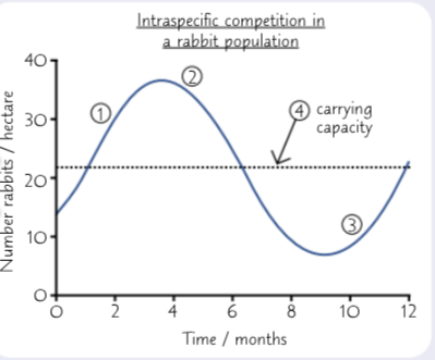 <p>Describe intraspecific competion using this graph</p>