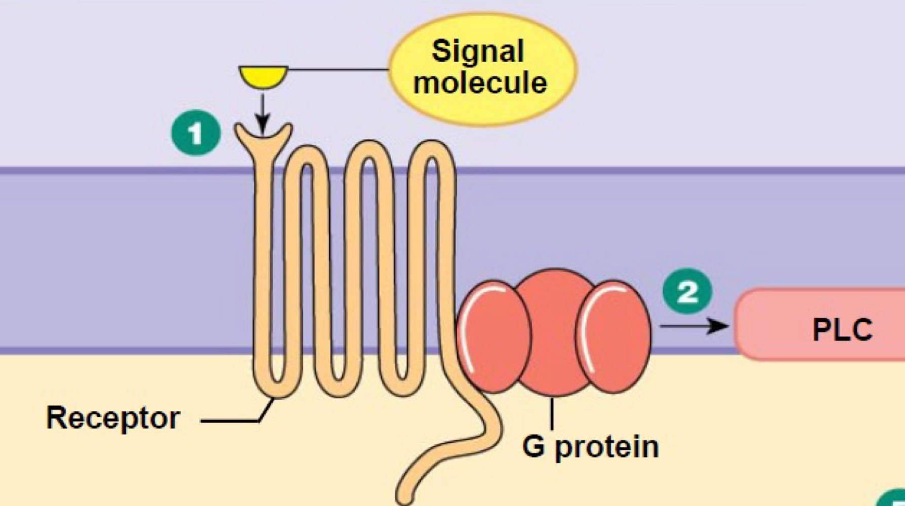 <p>• Activer la phospholipase C (PLC)</p>