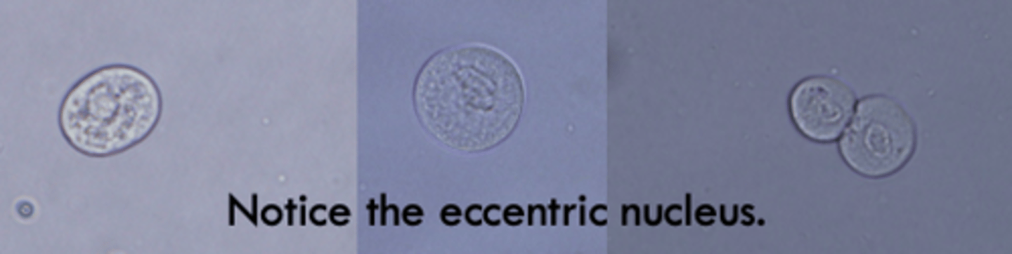 <p>Indicate the name and significance.</p>