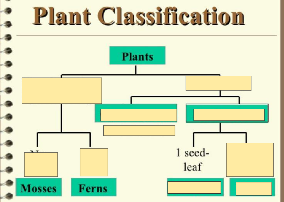 <p>1 Seed leaf Monocots</p>