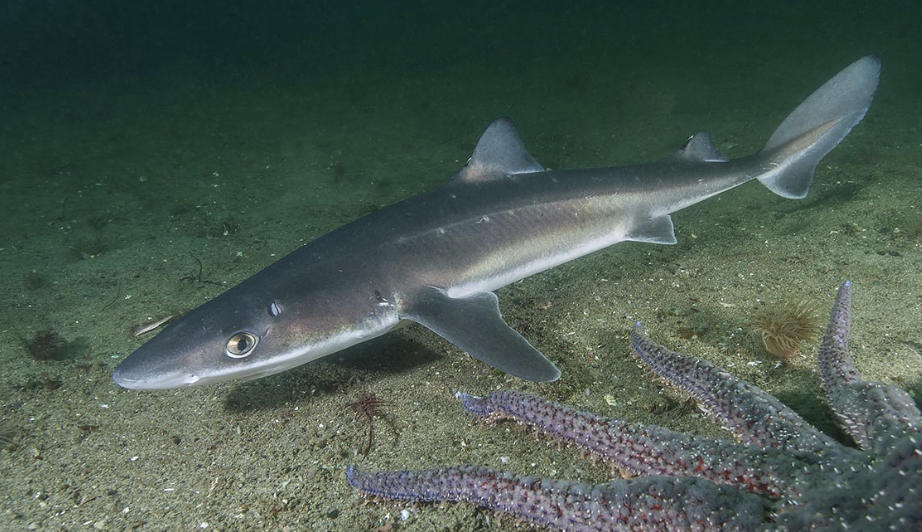 <p>dogfish sharks</p><p></p><p>Key Traits:</p><ul><li><p>120 species</p></li><li><p>global, mostly deep sea (photophores), 2 dorsal fins ± spines, anal fin absent, ovoviviparous&nbsp;</p></li></ul><p></p>