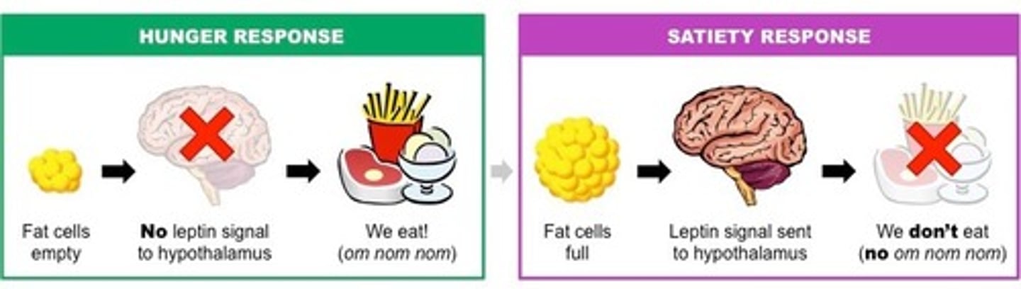 <p>hormone (chemical messenger in the bloodstream) that signals the hypothalamus and brain stem to reduce appetite and increase the amount of energy used - feelings of being full SATIETY</p><p>Satiety means "I'm full!"</p>