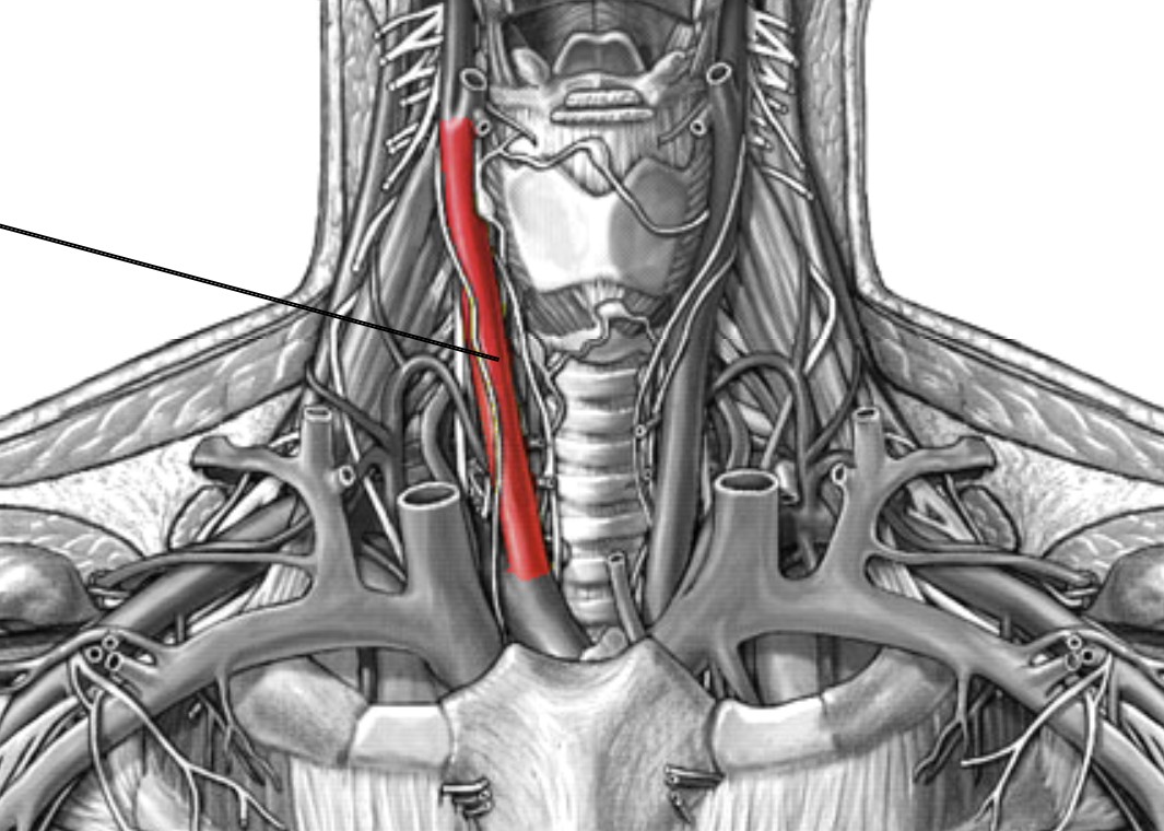 <p>Which arteries:</p><ul><li><p>Branch off from brachiocephalic</p></li><li><p>Lateral to trachea</p></li><li><p>Medial to right subclavian artery</p></li></ul><p></p>