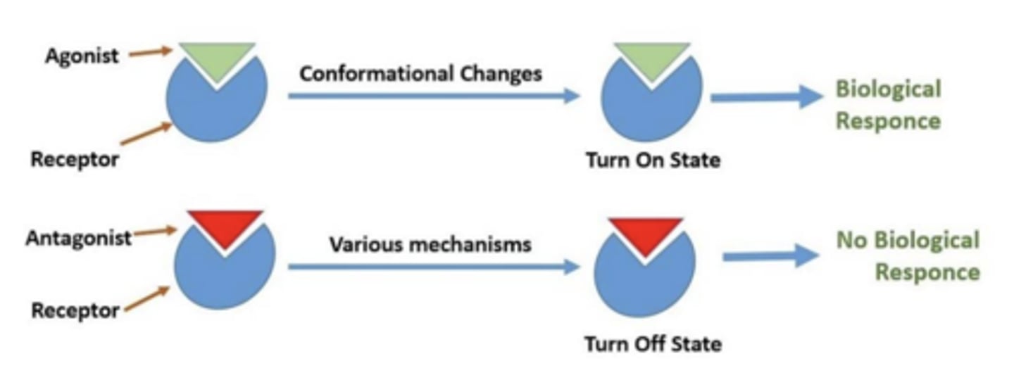 <p>initiates a response when it binds to receptor (activates the receptor)</p>