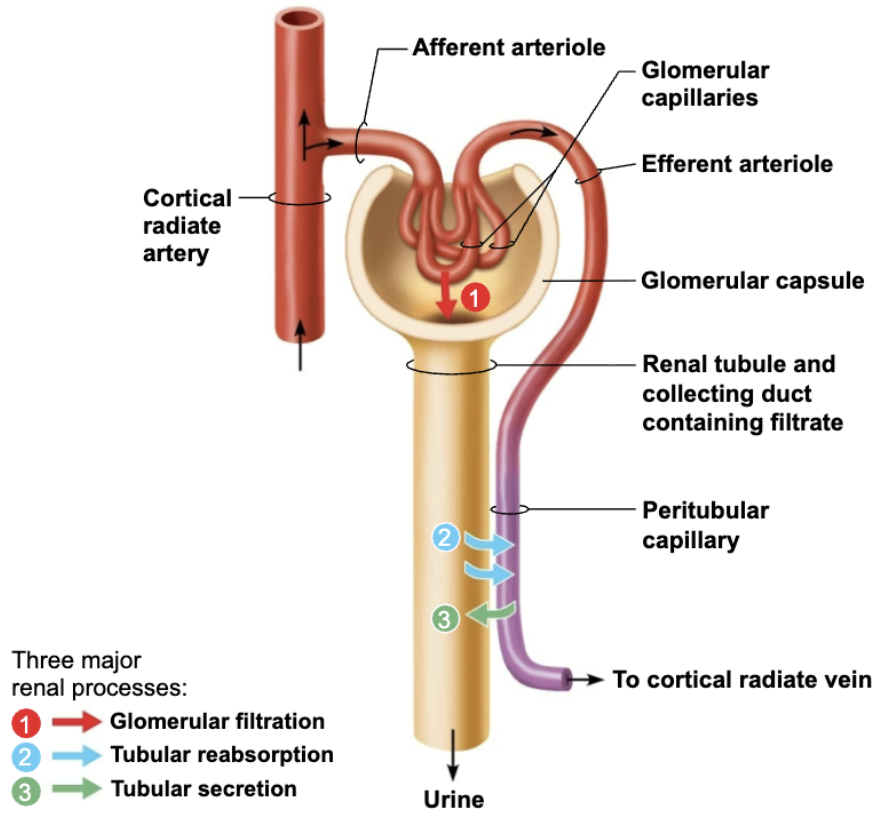 <p><strong><em>Three processes are involved in </em></strong><span style="color: red;"><strong><em>urine formation</em></strong></span><strong><em> and </em></strong><span style="color: red;"><strong><em>adjustment of blood composition</em></strong></span><strong><em>: </em></strong></p><ol><li><p><strong>Glomerular filtration </strong></p><ul><li><p>Produces <em>cell-free and protein-free filtrate</em></p></li></ul></li><li><p><strong>Tubular reabsorption </strong></p><ul><li><p><em>Selectively returns</em> 99% of substances from filtrate to blood in renal tubules and collecting ducts</p></li></ul></li><li><p><strong>Tubular secretion </strong></p><ul><li><p><em>Selectively moves</em> substances from blood to filtrate in renal tubules and collecting dicts </p></li></ul></li></ol><p></p>