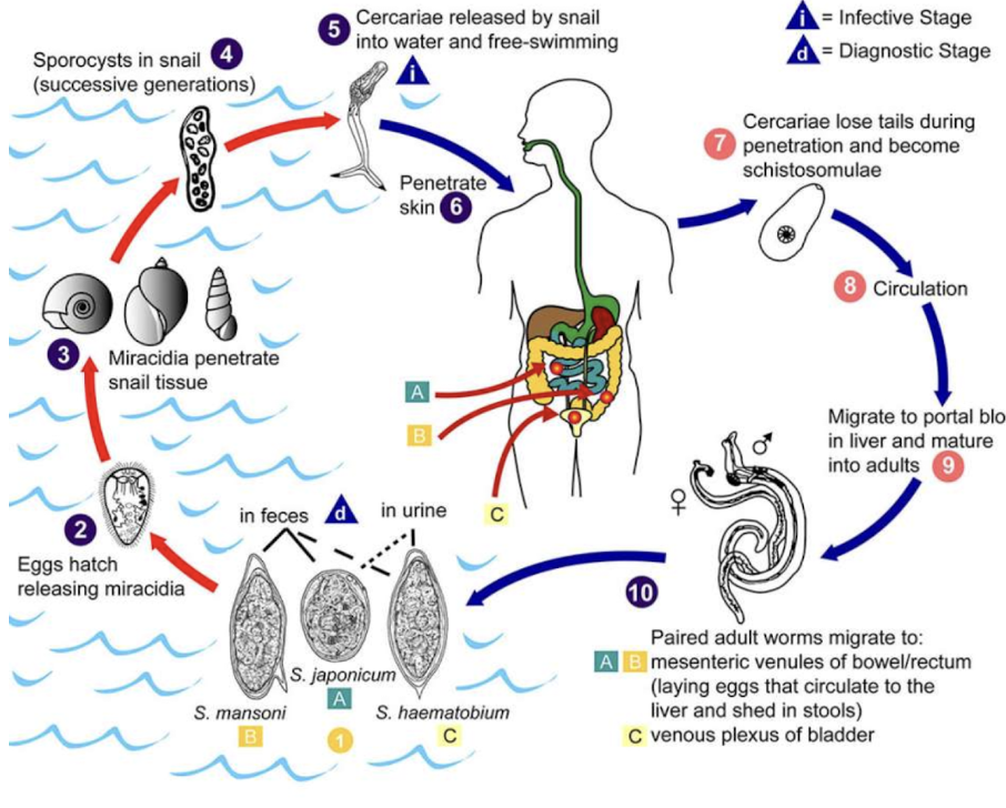 <p>Which helminths are <strong>flukes </strong>transmitted via <strong>snails</strong> in <strong>contaminated</strong> <strong>freshwater</strong> by absorbing into human skin and causing <strong>Schistosomal infection? </strong></p><ul><li><p>rash, fever, chills, cough</p></li><li><p>can invade <strong>bladder</strong> and <strong>liver</strong></p></li></ul>